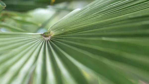 Een Groene Palm Boom Aftakking — Stockfoto