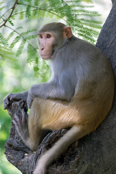 Egy Aranyos Rhesus Makákó Majom Támaszkodott Egy Fára Delhiben Indiában — Stock Fotó