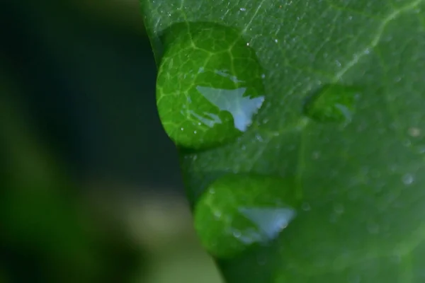 Ujęcie Zbliżeniowe Tekstury Zielonego Liścia Kroplami Wody Rozmazanym Tle — Zdjęcie stockowe