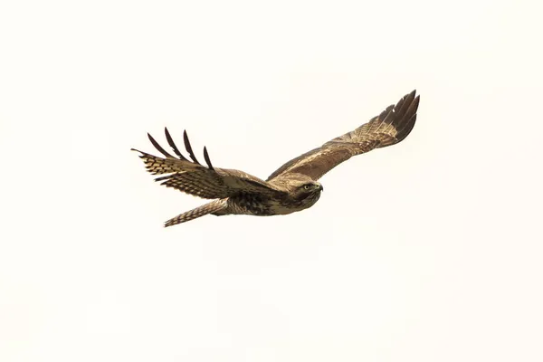A gorgeous brown Kite bird with the wings open isolated on the white background