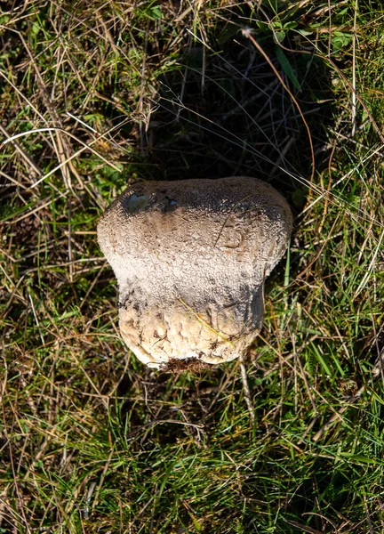 Primer Plano Del Hongo Calvatia Gigantea Hierba —  Fotos de Stock