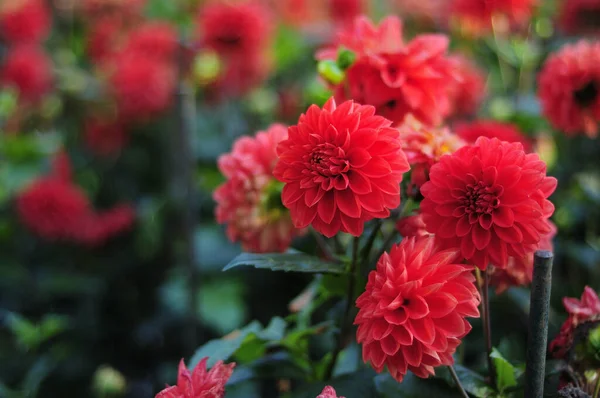 Selektiv Fokus Skott Röda Dahlia Blommor Utomhus — Stockfoto