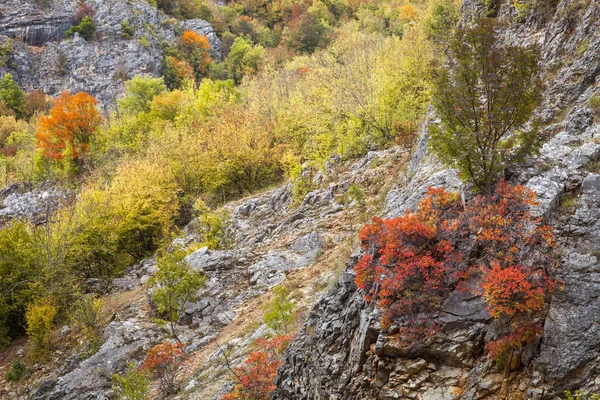 Úžasné Živé Barvy Podzimních Stromů Skalnatém Útesu Kaňonu Řeky Gradasnicky — Stock fotografie