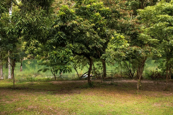古巴马坦萨斯省Canimar河附近的一棵绿树 — 图库照片