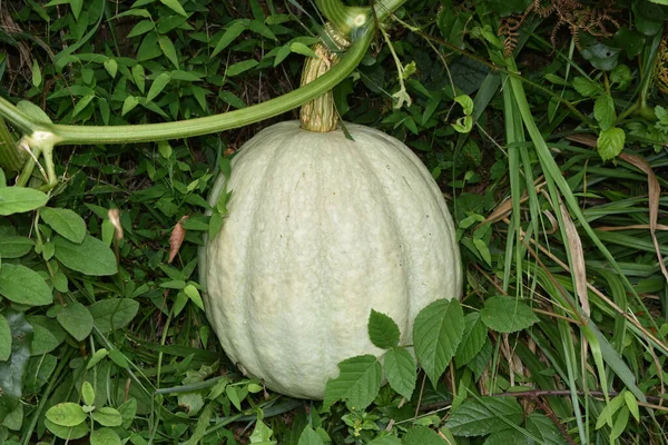 Primer Plano Calabazas Blancas Creciendo Jardín —  Fotos de Stock