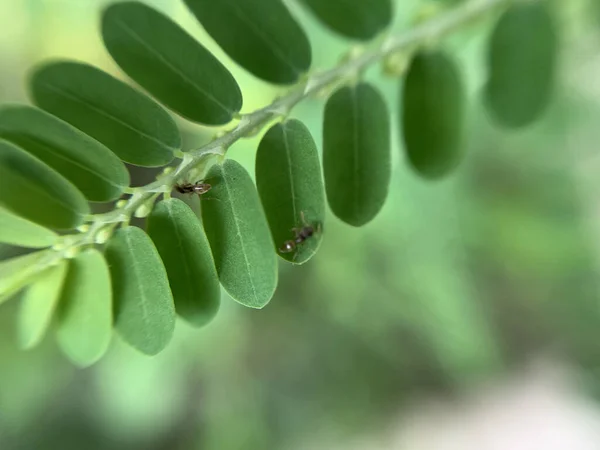 Primo Piano Formiche Foglie Felce Verde — Foto Stock