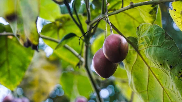 Ağaçtaki Taze Meyvelerin Yakın Çekimi — Stok fotoğraf