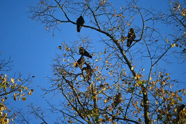 Пташиний Фамілій Tree Crown Vogel Familie Sitzt Baum Krone — стокове фото