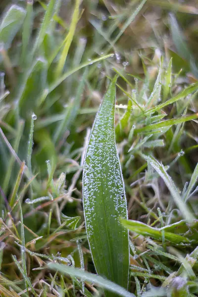 Eine Vertikale Aus Grünen Blättern Und Gras Die Mit Frost — Stockfoto