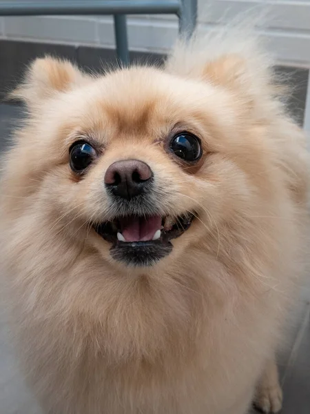 Vertikální Záběr Roztomilé Hnědé Pomeranian Spitz Tvář — Stock fotografie