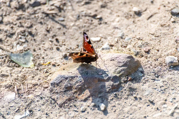 Красная Бабочка Камне Солнцем Отбрасывает Четкую Тень — стоковое фото