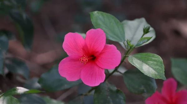 Valikoiva Painopiste Laukaus Vaaleanpunainen Havaijin Hibiscus — kuvapankkivalokuva