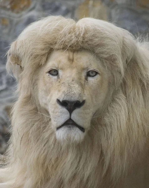 Närbild Ett Vitt Lejon — Stockfoto