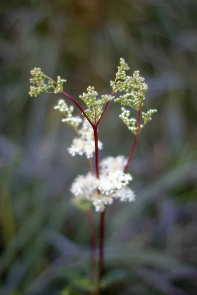 Vertikální Detailní Záběr Krásných Alyssum Květin — Stock fotografie