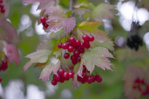 Closeup Wild Red Currant Berries Colorful Leaves Park — Stock Photo, Image