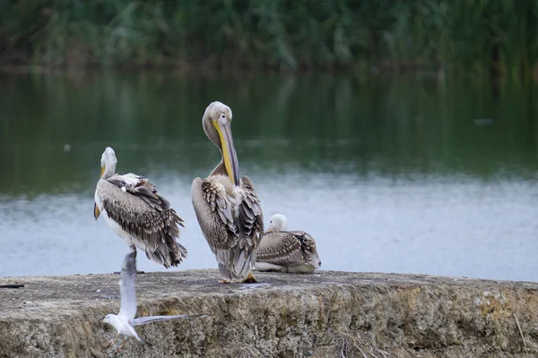 Niedliche Weiße Pelikane Flussufer Ihrem Natürlichen Lebensraum Einem Sonnigen Tag — Stockfoto