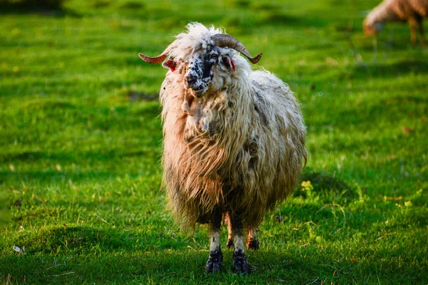 Gros Plan Mouton Dans Prairie Ferme — Photo