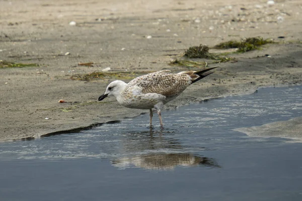 White Gull Riverside Seaside Its Natural Habitat — Stock Photo, Image