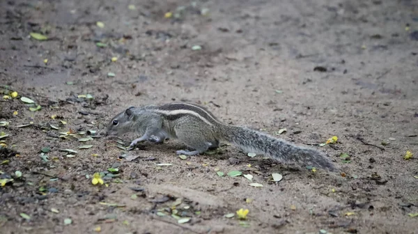 一只可爱的松鼠在地上觅食 — 图库照片