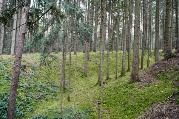 Der Blick Auf Den Grünen Wald Schöner Ort Zum Wandern — Stockfoto