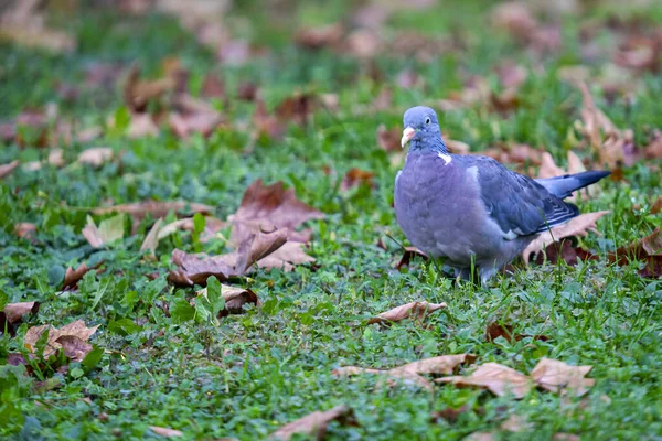 Een Gewone Duif Het Gras Het Park — Stockfoto