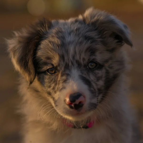 Ένα Κοντινό Πλάνο Ενός Blue Merle Border Collie Puppy Αυστραλία — Φωτογραφία Αρχείου