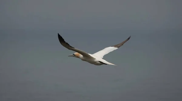 Egy Gannet Kecsesen Repül Óceán Felett — Stock Fotó