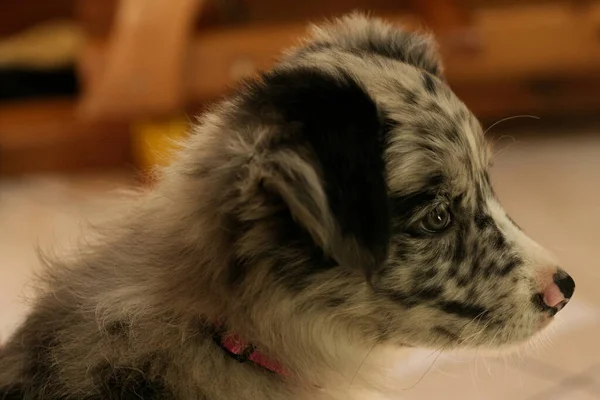 Merle Border Collie Puppy 클로저 오스트레일리아 — 스톡 사진