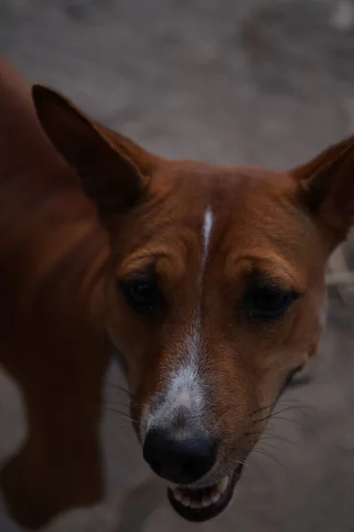 Ένα Κοντινό Πλάνο Ενός Καφέ Σκύλου Ράτσας Basenji Εξωτερικούς Χώρους — Φωτογραφία Αρχείου