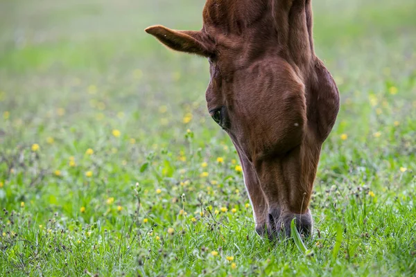 Caballo Marrón Pastando Campo Primavera —  Fotos de Stock