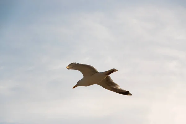 Gull Flying Cloudy Sky — Stock Photo, Image