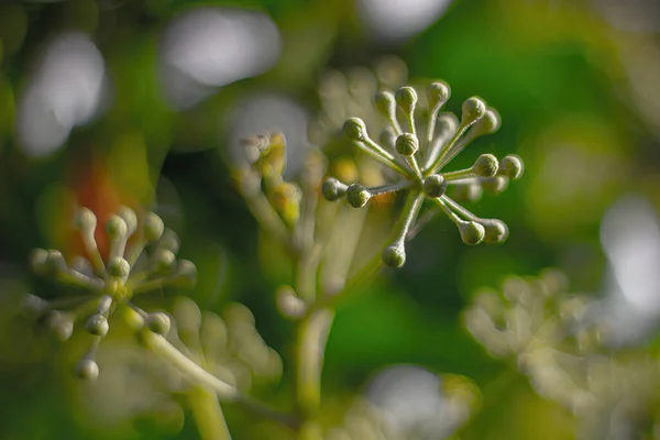 Eine Nahaufnahme Von Efeupflanzen Einem Garten — Stockfoto