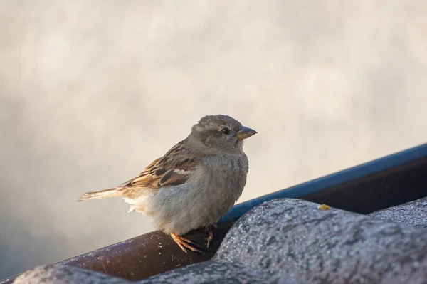 Primer Plano Gorrión Casa Passer Domesticus Pie Techo — Foto de Stock