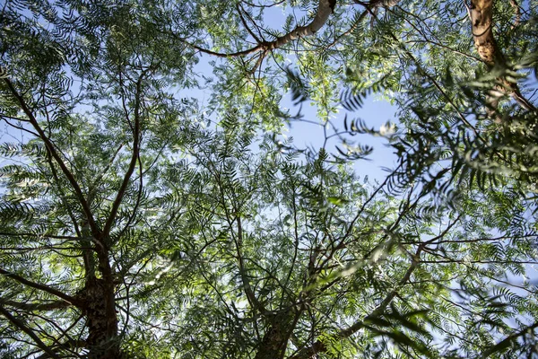 Tiro Ângulo Baixo Árvores Verdes Frescas Com Sol Brilhando Através — Fotografia de Stock