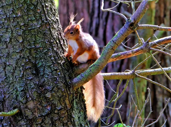 의나무 위에서 귀여운 다람쥐를 — 스톡 사진