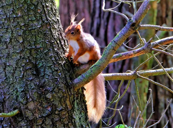 Gros Plan Écureuil Mignon Sur Arbre Dans Une Forêt — Photo