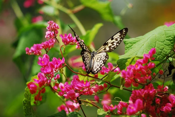 Bir Bitkinin Üzerindeki Güzel Bir Kelebeğin Seçici Odak Noktası — Stok fotoğraf