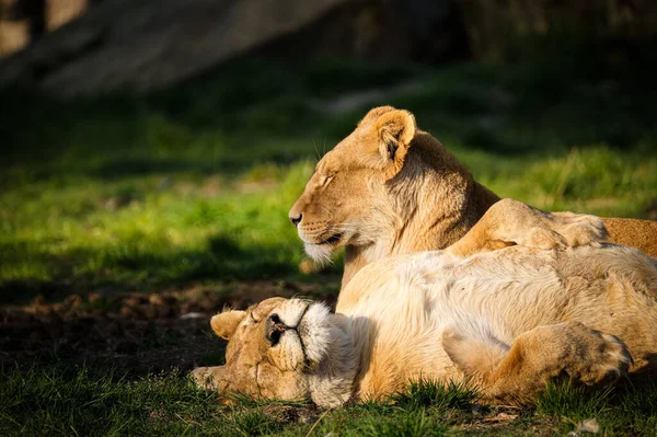 Beau Plan Lions Dans Champ Pendant Journée — Photo