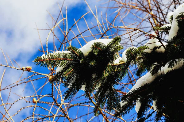 Niski Kąt Strzał Świerka Śnieżnymi Gałęziami — Zdjęcie stockowe