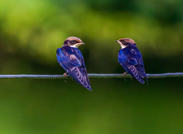 Uma Cauda Arame Engolir Juvenis Descansando Fio Contra Fundo Verde — Fotografia de Stock