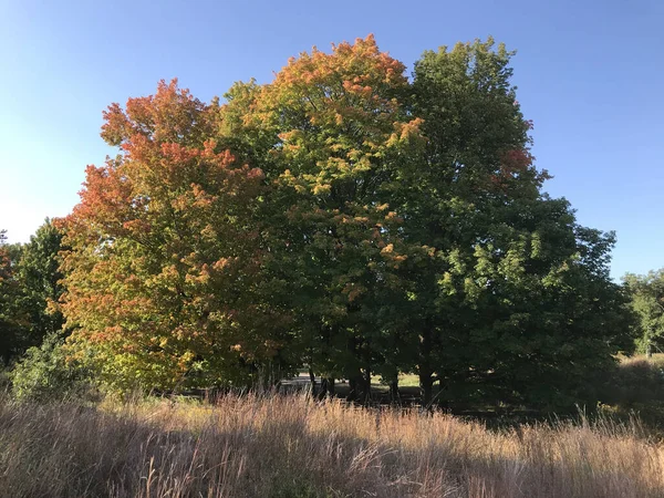 Widok Klonu Drzewo Już Czerwonymi Liśćmi Podczas Jesieni — Zdjęcie stockowe