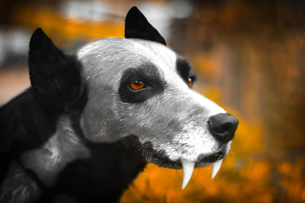 Selektive Fokusaufnahme Eines Hundes Mit Scharfen Zähnen — Stockfoto