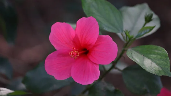 Sebuah Foto Close Dari Hibiscus Hawaiian Merah Muda — Stok Foto