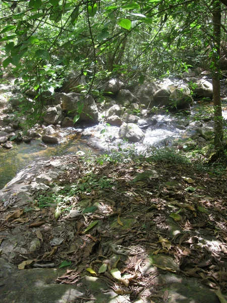 Tiro Vertical Floresta Com Riacho — Fotografia de Stock