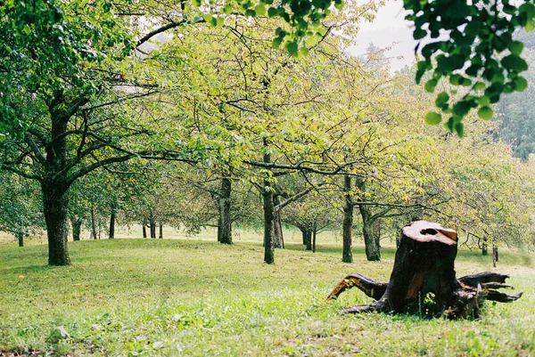 Gyönyörű Kilátás Magas Fákra Erdőben — Stock Fotó