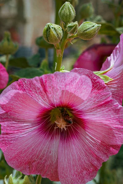 Een Verticaal Shot Van Een Rose Kaasjeskruid Bloem Florerend Binnen — Stockfoto