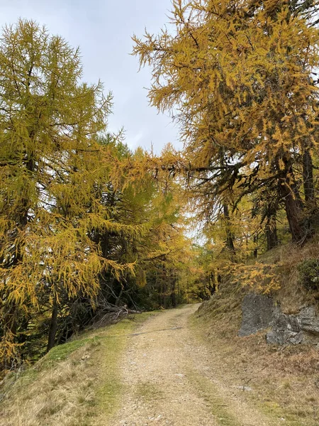 Cesta Mezi Borovicemi Během Podzimu — Stock fotografie