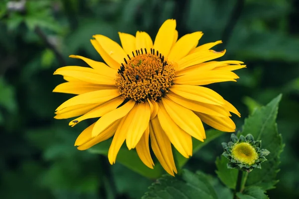 Heliopsis Helianthoides Est Une Espèce Plante Famille Des Asteraceae — Photo