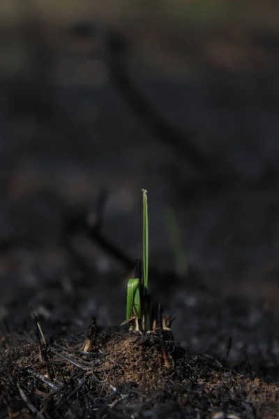 Primer Plano Brote Verde Cultivado Campo — Foto de Stock