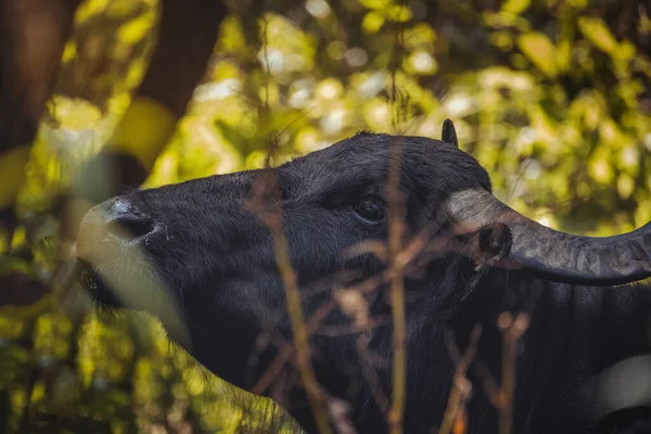 Una Vista Natural Del Gran Búfalo Negro Bosque — Foto de Stock